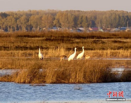 �ؚw�QȺ�ġ�С��(����)�����˰��QȺ�w�����r �z