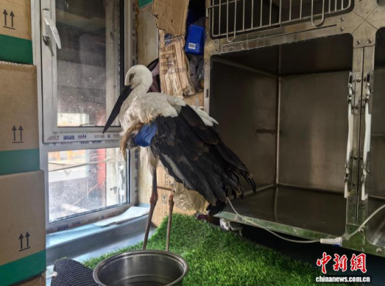 �܂��Ė|�����X���ڽ����ί�����ʯ���� �z