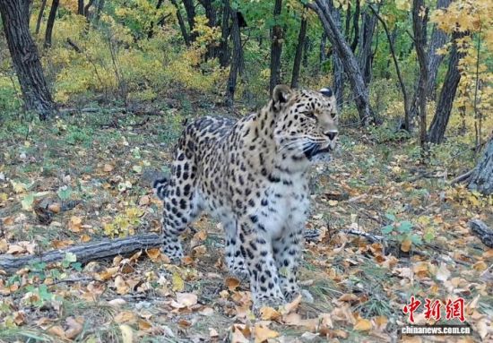 2025���ږ|��������(gu��)�ҹ��@�Ĕz�Ė|������(��ҕ��ý���D)