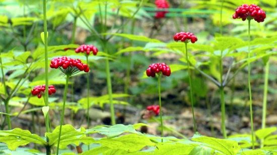 ��(gu��)���J(r��n)�C�����D�˅������ء���Ȧ